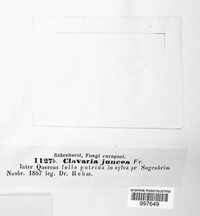 Typhula juncea image